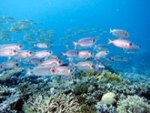 Fossil Fuel Emissions May Cause Coral Reef Ecosystems to Shift to the Sub-Tropics