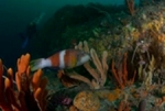 Researchers Report Potential of Marine Reserves to Resist Climate Change