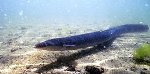 GEOMAR Researchers Discover Relationship Between Ocean Currents and Eel Recruitment