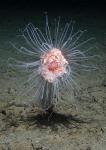 Climate Change May Impact Even Most Remote Deep-Sea Ecosystems