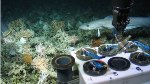 Payment for Protection of Deep-Sea Ecosystems Damaged by Commercial Interests