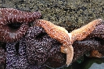 Cornell Researchers Study Sea Star Wasting Syndrome