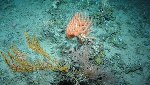 Robot Sub Discovers Deep-Sea Corals on the Hebrides Terrace Seamount
