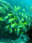 Expansion of Marine Protected Areas Needed to Protect Fish Species