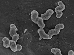 Nitrite-Oxidizing Bacteria Powered by Hydrogen