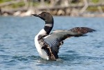 Study Suggests New Standard to Better Protect Adirondack Loons