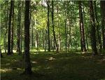 Researchers Study Resistance of Forests to Drought According to Diversity of Tree Species