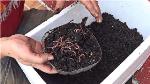 Ecosystem Engineers Enrich Productivity of the Soil in Home Gardens