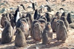 Weight of Penguin Chicks Connected to Weather Conditions