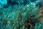 Caribbean Gorgonian Corals May Be More Resilient to Ocean Acidification