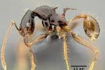 Pheidole Ants Evolve Twice, to Take Over the New World and then the Old World