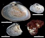 Greater Risk of Parasitic Infection due to Climate Change Found in Ancient Mollusk Fossils