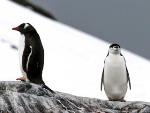 Study Reveals Flexible Diets of Gentoo Penguins Help Them Tackle Climate Change