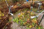 Study Explores Effects of Climate Change on Trees in Boreal Forest