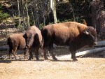 NAU Students Learn Impacts of Prolific Bison Herd Near Grand Canyon’s North Rim