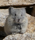 Climate Change Linked to Shrinking Range of American Pika