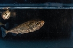 Female Sticklebacks Rather than Males Prepare Offspring to Cope With Rapid Climate Change