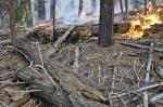Too Much Dead Wood Can Fuel Severe Wildfires, Affecting Forest Ecosystems