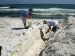 Beach Microbial Communities Affected By Deepwater Horizon Oil Spill