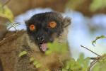 Climate Change May Shrink the Habitat of the Brown Lemur