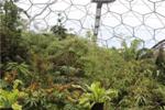 Bird’s Nest Fern Plays a Critical Role in Maintaining Rainforest Ecosystems