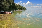 Potentially Toxic Algae Proliferates in Lakes