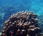 New Algae Species Helps Corals to Survive in Extreme Seawater Temperatures