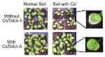 CsTolen A Compound Helps Protect Crops from Radiation-Contaminated Soil