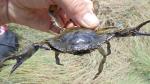 Climate Change Poses Challenge to Blue Crab Population