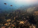 Threatened Caribbean Coral Species Successfully Bred in the Lab