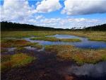 Peatlands Taken Into Agricultural Use Have Significant Warming Impact on Climate