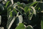 Climate Change Eats Into Profits of Soybean Farmers