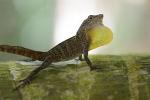 Activity Levels of Lizards are Less Constrained by Warming Temperatures