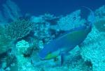 Parrotfish Play a Pivotal Role in Maintaining Coral Reef Islands