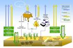 Using Organic Manure Instead of Chemical Fertilizer Can Help Decrease Emission of Greenhouse Gases