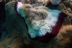 Climate Change Likely to Increase Frequency, Severity of Coral Disease Outbreaks