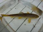 Mining Activities Affect Genetic Diversity of Brown Trout in South West England
