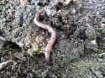 Invasive Earthworms Absorbing Toxic Metal Pollutants Threaten Ground Foraging Animals