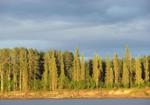 Unsuitably Warm Temperatures Affecting Boreal Forest Growth in Interior Alaska