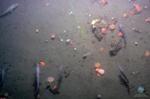 Scientists Collect Images of Methane Seeps in Deep Arctic Ocean