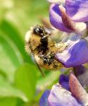 Study Reveals Vulnerability of Bumblebees to a Warming World