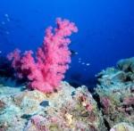 Continuing CO2 Emission Trends Would Leave Legacy of Heat and Acidity in Deep Ocean