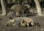 Climate Change Favors Wild Boar Population Growth in Europe