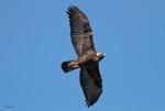 Researchers Observe Leapfrog Migration Pattern in Eastern Golden Eagles