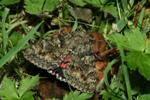 Variation in Color Artwork Affects Dynamics of Moth Populations