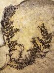 New Discovery by IU Paleobotanist Raises Questions About Early Evolutionary History of Flowering Plants
