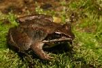 CWRU Researchers Suggest Early Salt Exposure May Weaken Immunity of Juvenile Frogs