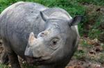 Scientists Consider Sumatran Rhino Extinct in the Wild in Malaysia