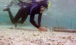 Enemy Seaweeds Protect Coral from Marauding Sea Stars