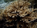 NSF Awards $1.1 Million Grant for Study of Coral Reef Hybridization